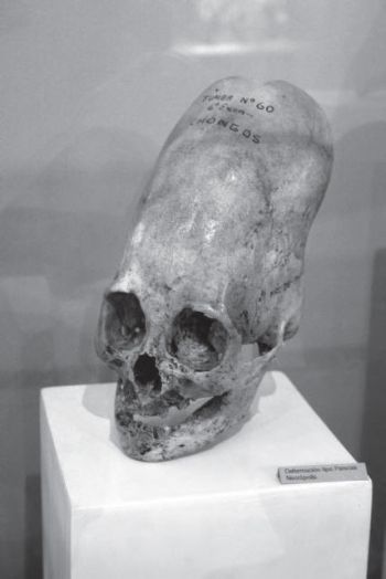 One of the extremely elongated skulls from the Chongos site near Paracas - photo 3