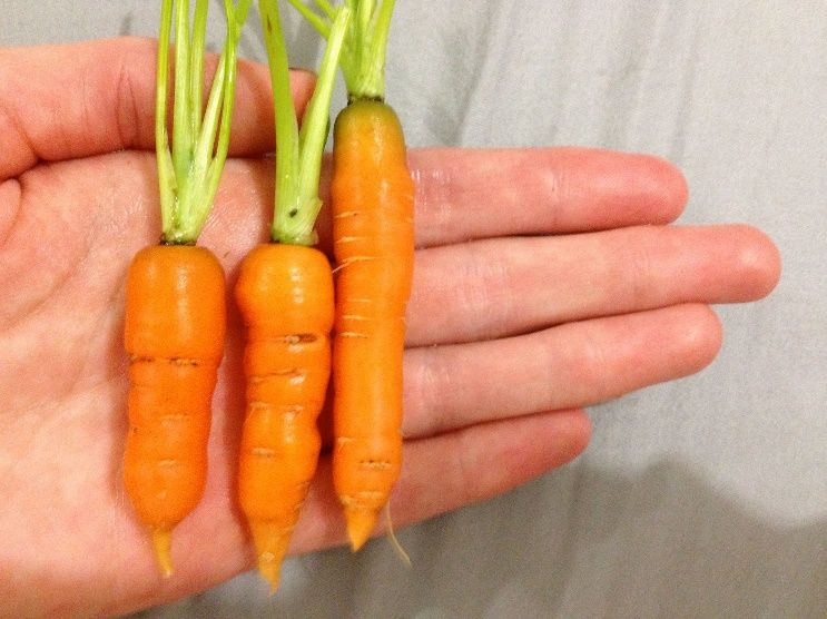 Contrary to popular believe it is perfectly ok to enjoy carrots in moderation - photo 5