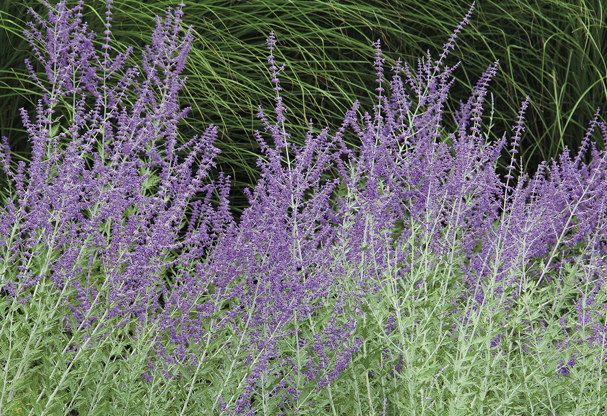 The leaves and stems of Russian sage Perovskia atriplicifolia smell - photo 5