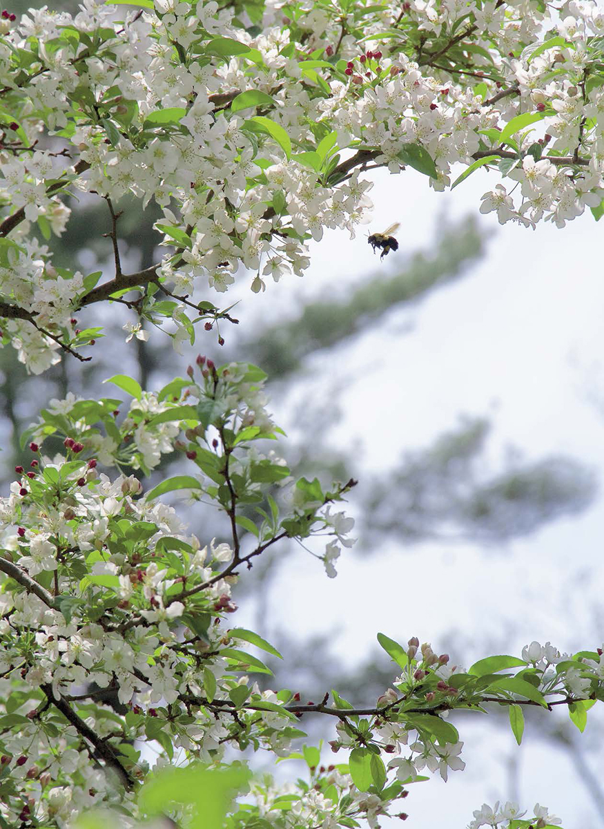 Masses of fragrant white flowers open from red buds on the multi-trunk small - photo 6