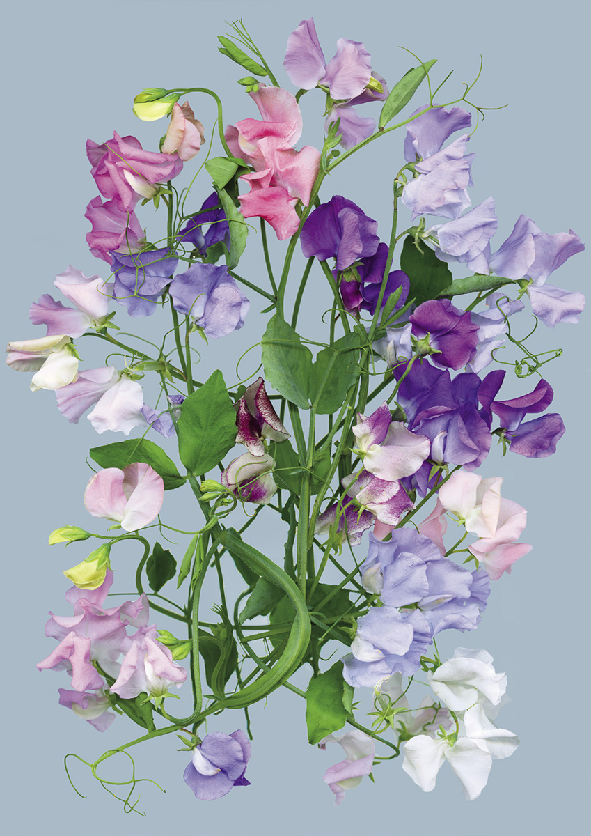 The flowers of the sweet pea Lathyrus odoratus are famed for their perfume - photo 8