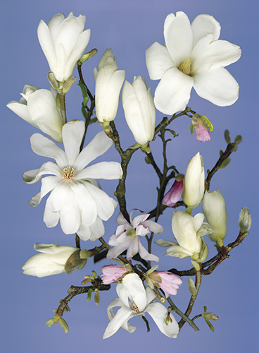 Clockwise from upper right White Magnolia denudata pale yellow M Pristine - photo 9