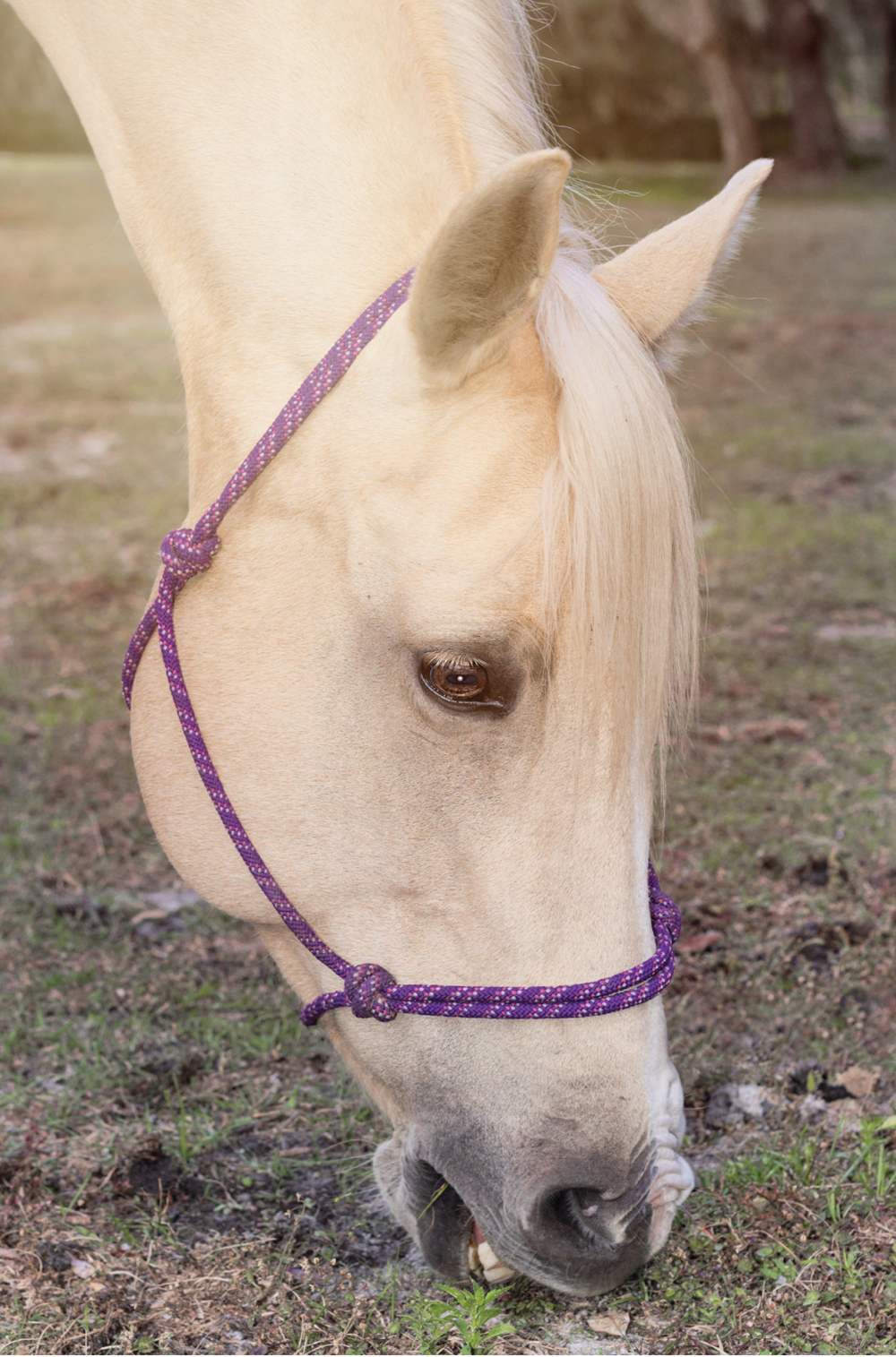 Foreword S O youve decided to take the giant step of keeping your horse at - photo 6