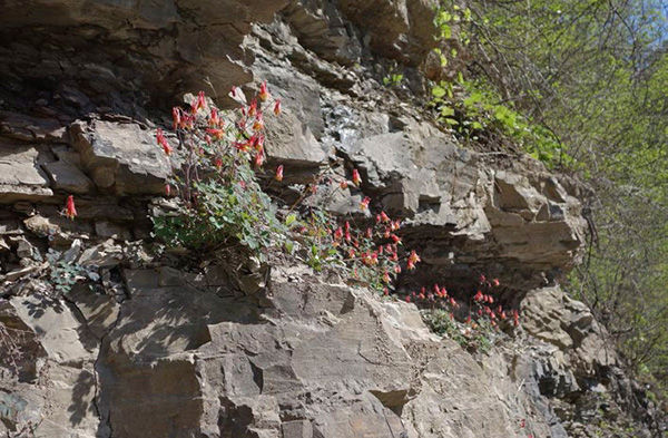 Aquilegia canadensis on a cliff-face in western North Carolina Anemonella - photo 6