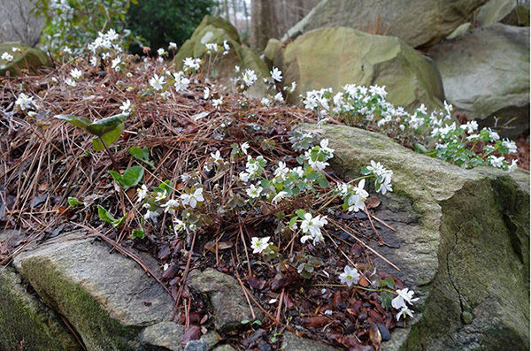 Anemonella thalictroides blooming on a stone in Atlanta Georgia Asperula - photo 7