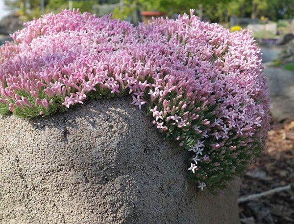 Asperula suberosa showing the classic beauty of an alpine plant Aesthetics is - photo 8