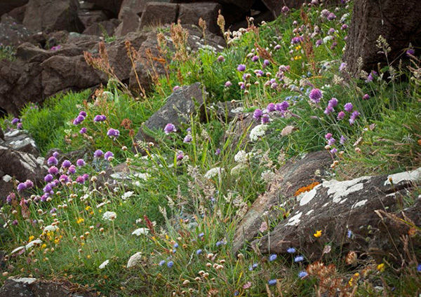 Allium schoenoprasum Jasione montana and Daucus carota growing on cliffs on - photo 10