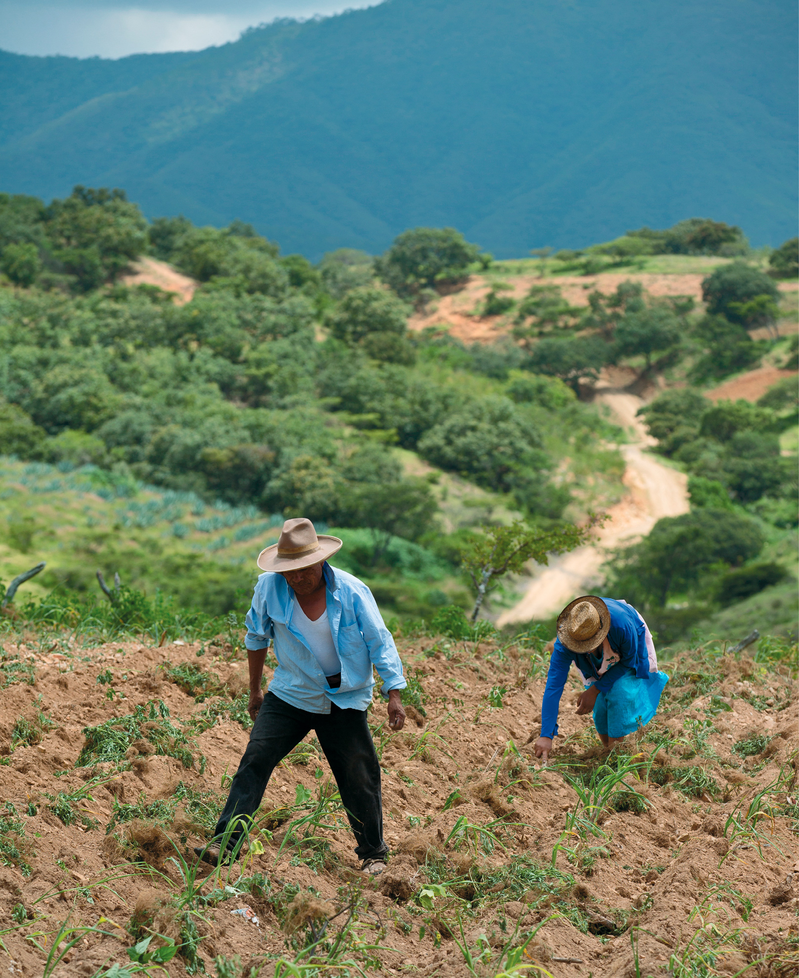 BUENA VISTA LAS MILPAS As they age some people get sick Others lose their - photo 2