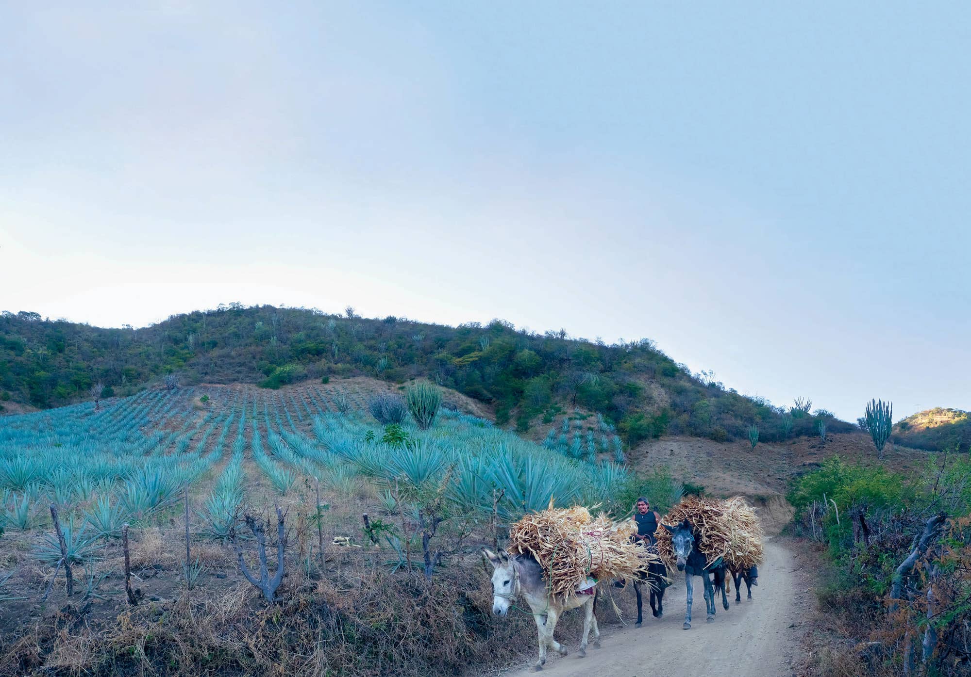 THE MEZCAL EXPERIENCE A FIELD GUIDE TO THE WORLDS BEST MEZCALS AND AGAVE - photo 2