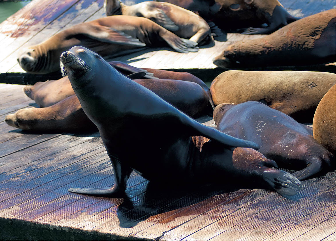 Children Enjoy barking sea lions an aquarium and antique arcade games at - photo 7