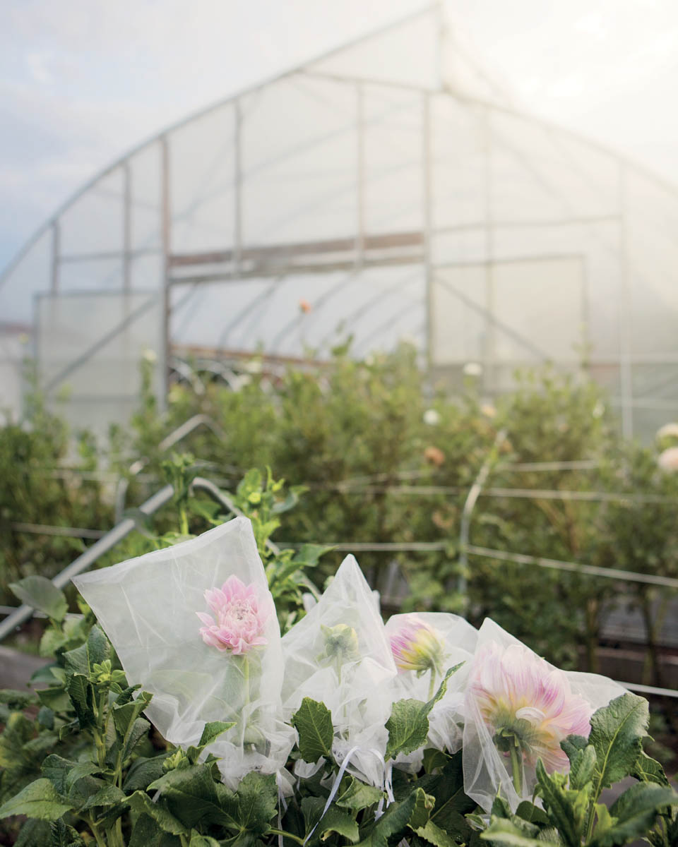 Urban Buds Many people dream of starting a farm If you ask them Why a farm - photo 6