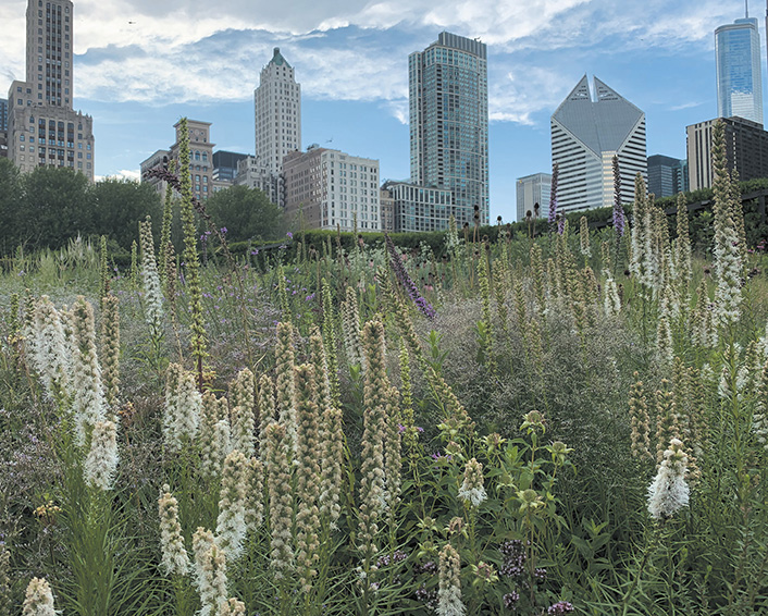 Liatris spicata Alba in the Lurie Garden Chicago Perennials There is no doubt - photo 6