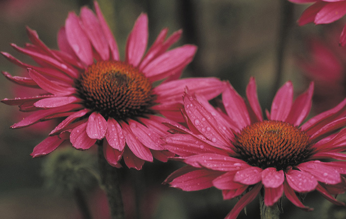 Echinacea purpurea Vintage Wine The Priona Gardens the garden of Henk - photo 7