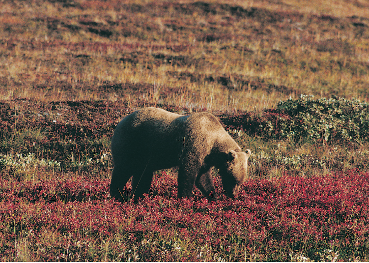 As they prepare for winters hibernation Denali National Parks grizzly bears - photo 6