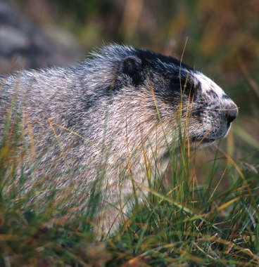 The hoary marmot is sometimes known as the whistler because of characteristic - photo 21