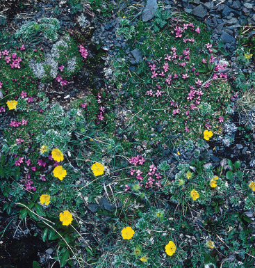 Despite their delicate beauty alpine its wildflowers must be hardy to survive - photo 22