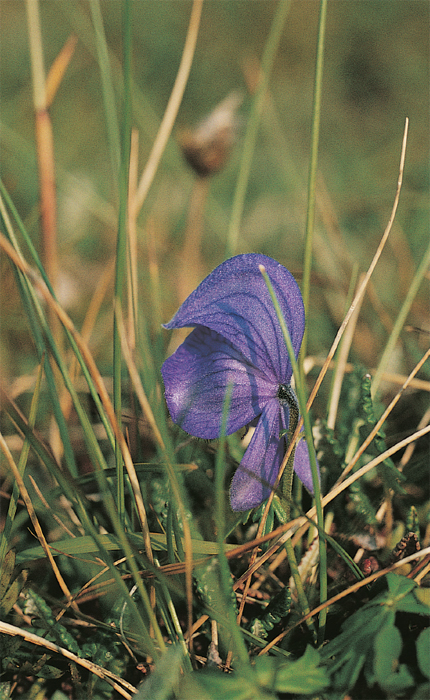 A monkshood blooms in an alpine meadow Found in both moist woods and meadows - photo 26