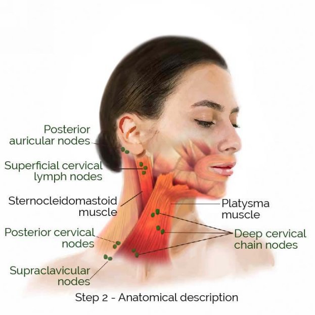 Anatomical description The sides of the neck are covered by the platysma and - photo 4