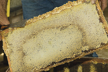 A frame fresh from the hive heavy with honey Dad held the comb out and my - photo 6