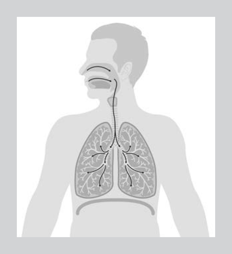 Figure 11 Pathway for inhaled air to enter the nose or mouth and pass through - photo 2