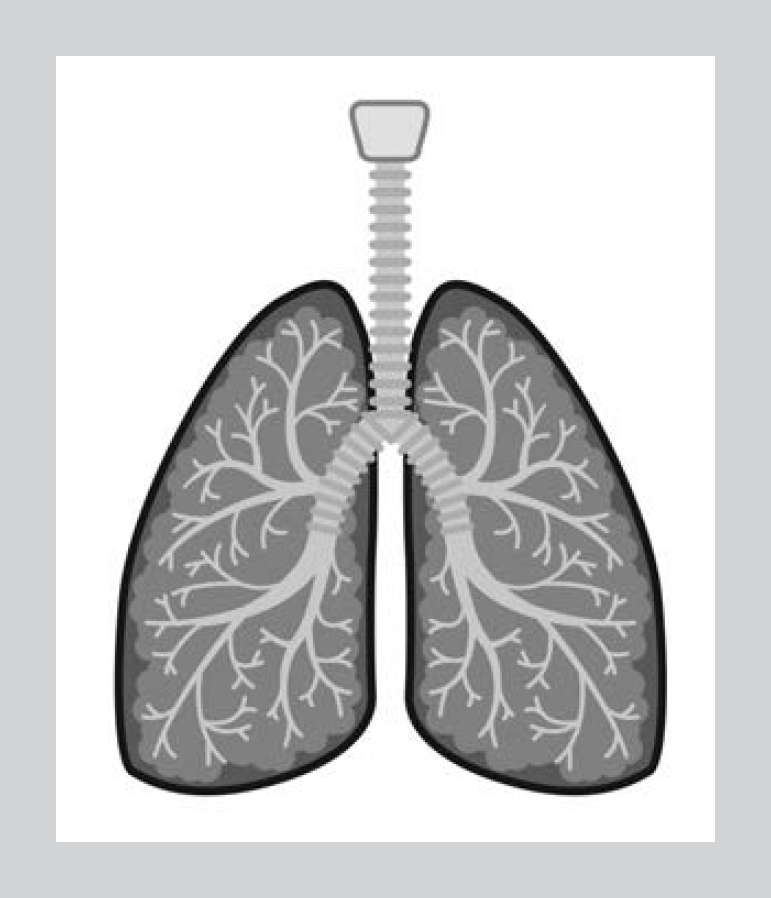 Figure 12 The vocal cords windpipe trachea and breathing tubes airways - photo 3