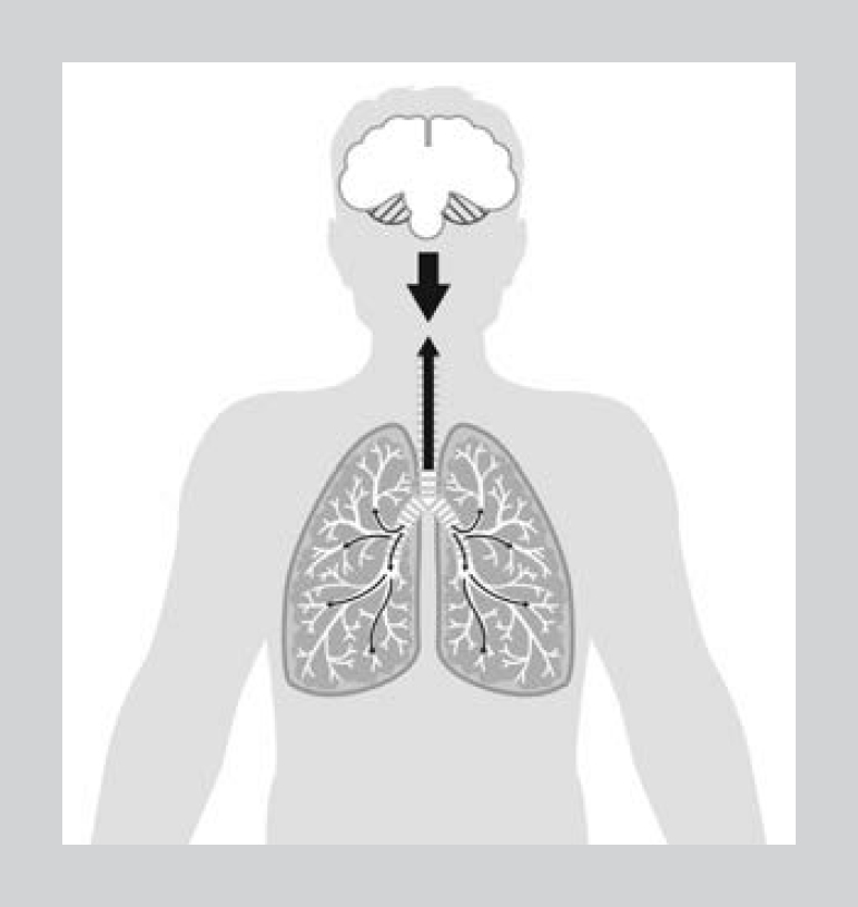 Figure 14 A group of nerves located in the lower part of the brain brain - photo 7