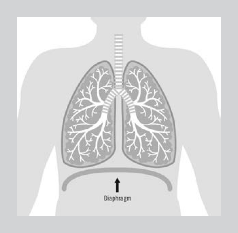 Figure 15 Shows the diaphragm which is shaped like a dome and separates the - photo 8