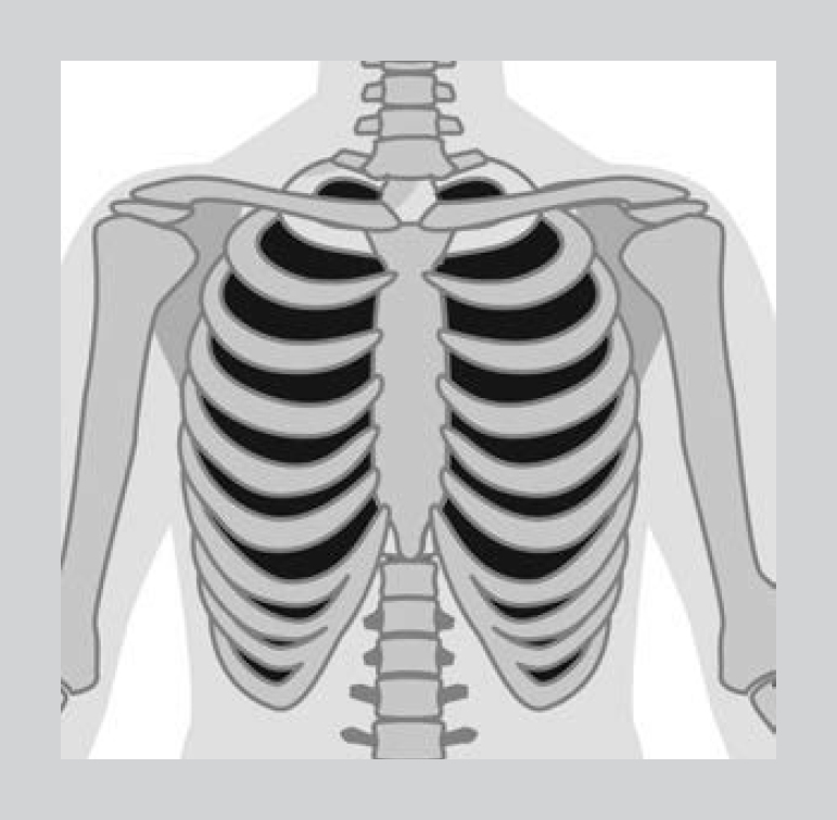 Figure 16 Each intercostal muscle connects an upper and lower rib on both - photo 9