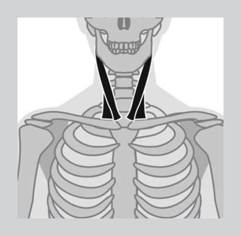 Figure 17 Diagram of sternocleidomastoid muscles that connect the head and the - photo 10