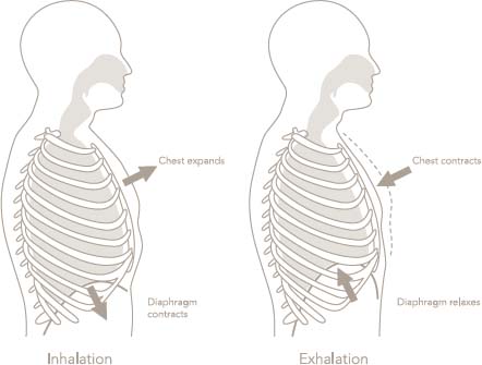 The results were significant immediately Nicholas The breathing program - photo 2