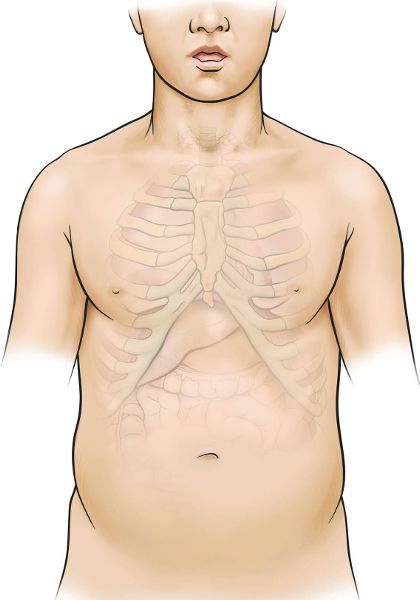 The uppermost ribs connect in front to the sternum those below form an arch - photo 2