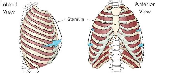 Movement of the rib cage Second the bottom of the thoracic cavity is - photo 3