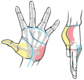 MUSCULATURE Understanding whats going on beneath the skin can help when youre - photo 12