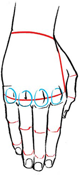 BENDS AND CURVES On the back of the hand the knuckles arc in a slight curve - photo 13