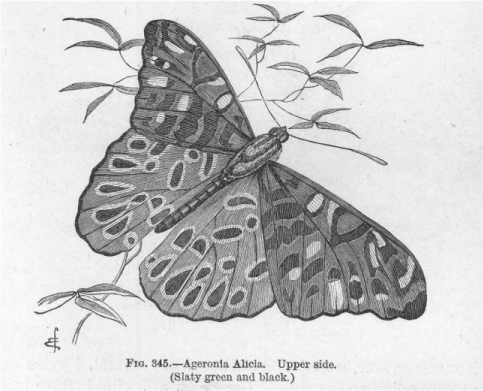 Plate 18 Ageronia Alicia named after Alice Bates Plate 19 Ageronia - photo 3