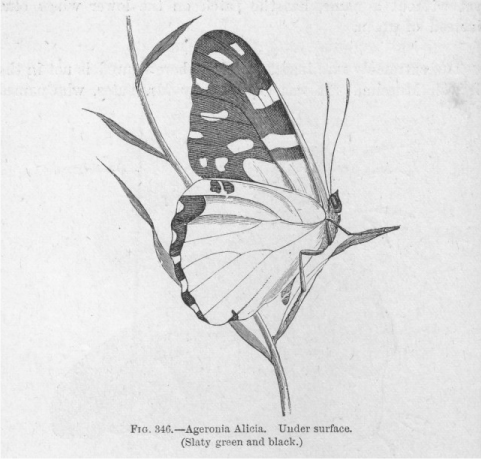 Plate 19 Ageronia Alicia named after Alice Bates Wood again uses Batess - photo 4