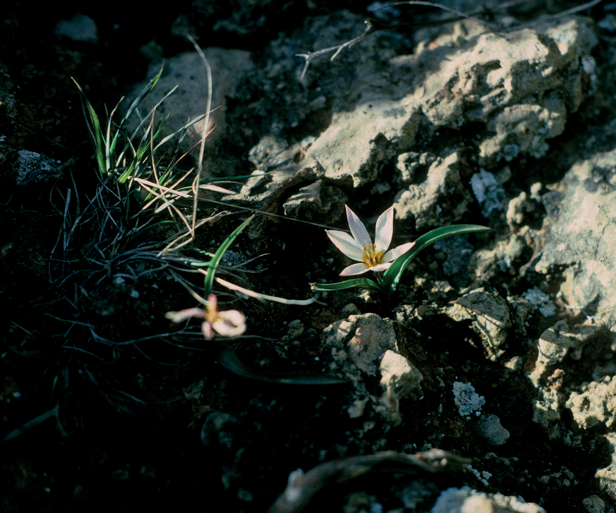 My first wild tulip Tulipa cretica growing out of a rock on the Mediterranean - photo 2