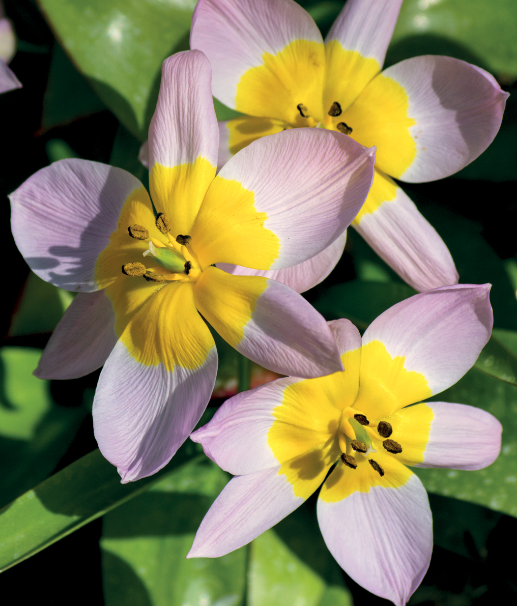 The pink-and-yellow blooms of Tulipa saxatilis The Cretan summer is long hot - photo 3