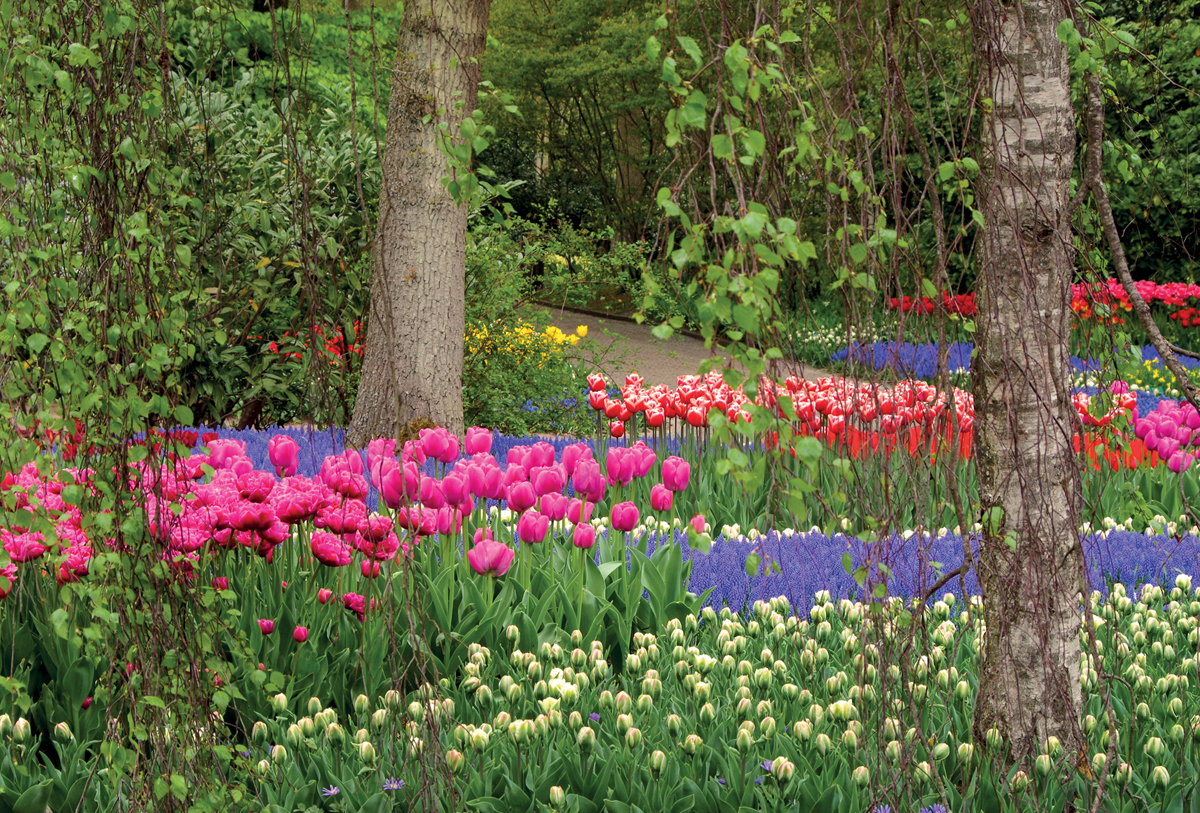 Tulips at Keukenhof The huge flower and rich red colour of Tulipa Worlds - photo 5