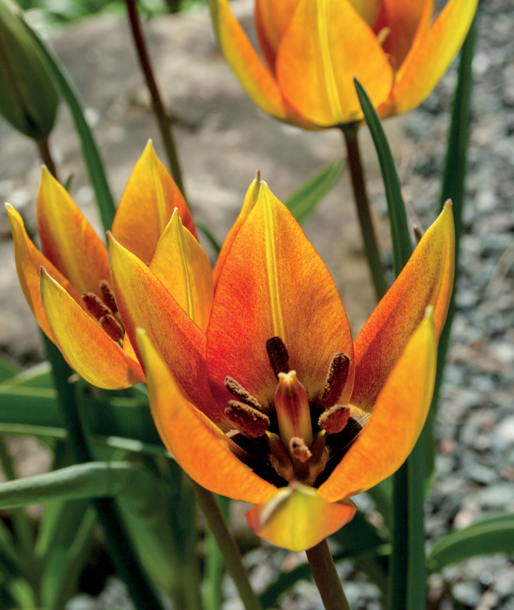 The dusky orange flower of Tulipa orphanidea Whittallii Group from Turkey one - photo 4