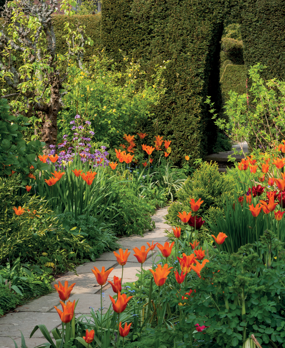 Lily-flowered tulip Ballerina along a path in the High Garden at Great Dixter - photo 7