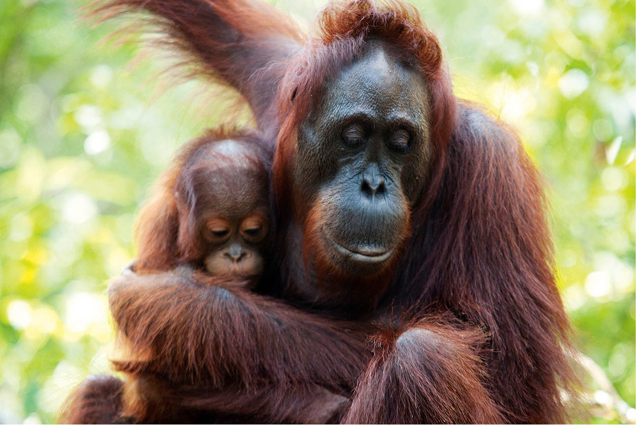 Orang-utans The best places to see these magnificent creatures are the - photo 5