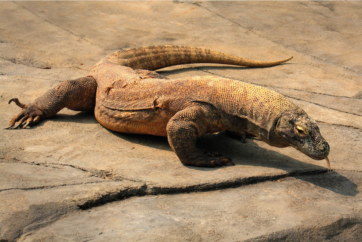 Komodo National Park In addition to its extraordinary reptiles this remote - photo 13