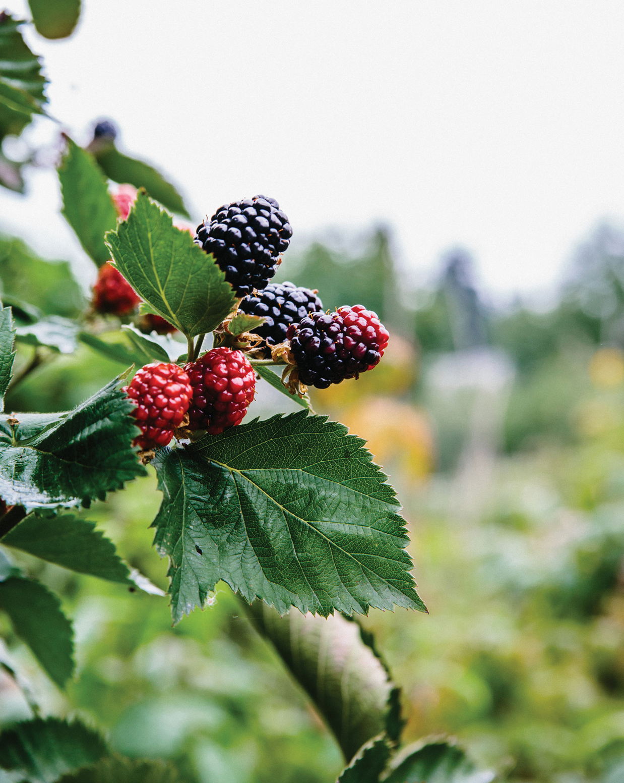 INTRODUCTION Blackberries grow like weeds in the Pacific Northwest and when I - photo 12