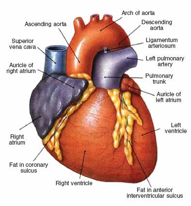 The heart is about the size of a fist and weighs less than a pound It is - photo 6