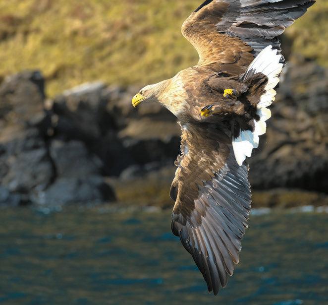 Mull white-tailed eagle Mainland Shetland Up Helly Aa Mainland Orkney - photo 6