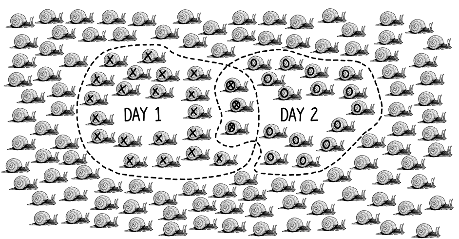 Figure 1 The ratio 318 of the number of snails recaptured marked O X to - photo 2