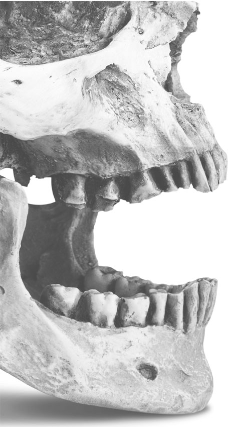 Evolutions Bite A STORY OF TEETH DIET AND HUMAN ORIGINS PETER S UNGAR - photo 2