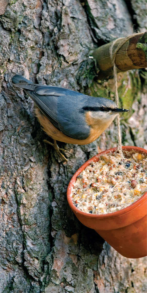 Foreword When it comes to gardening for wildlife its up to you you can do a - photo 3