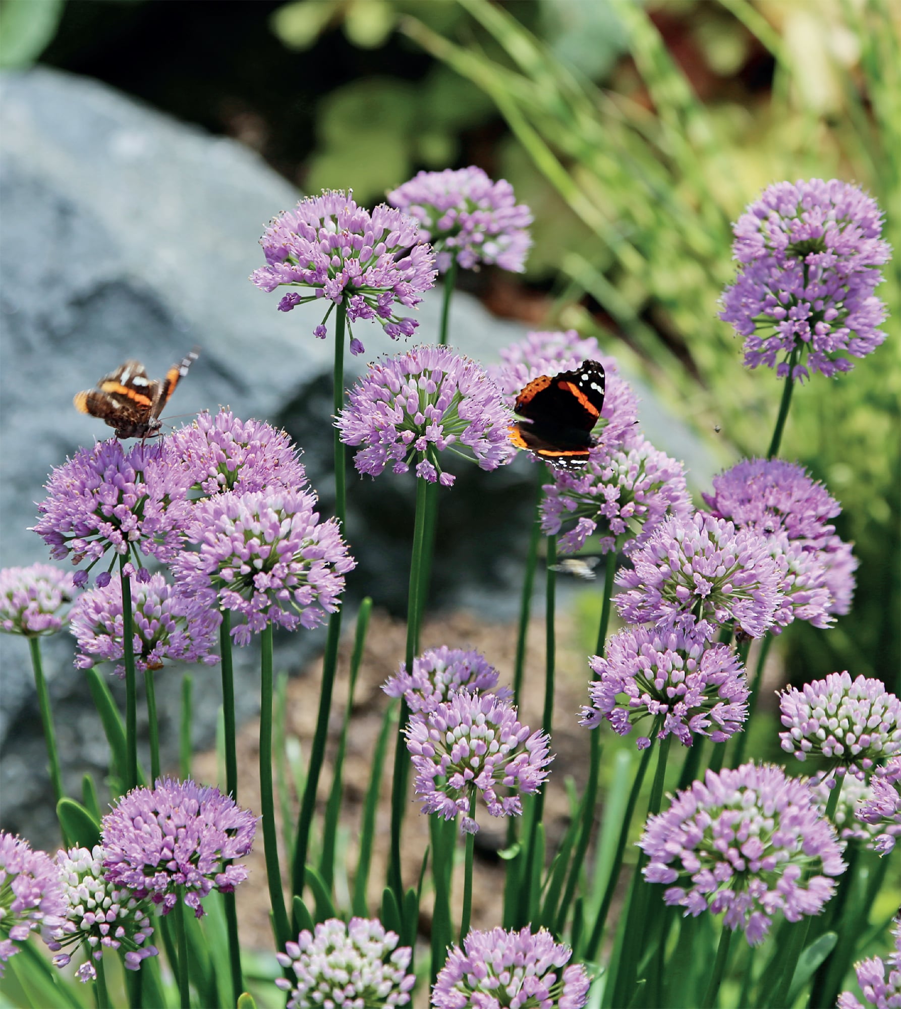 Red admiral butterflies work efficiently over the tiny florets of these - photo 4